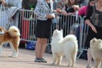 Meilleur Puppy Châtel-Guyon 2015